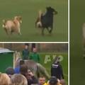 Šou na utakmici u Ukrajini: Na teren ušetali psi, a onda i konj