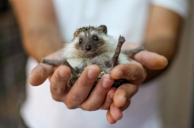 Zagreb: Emilija i Amer Alaydi otvorili su kafić Animal caffe