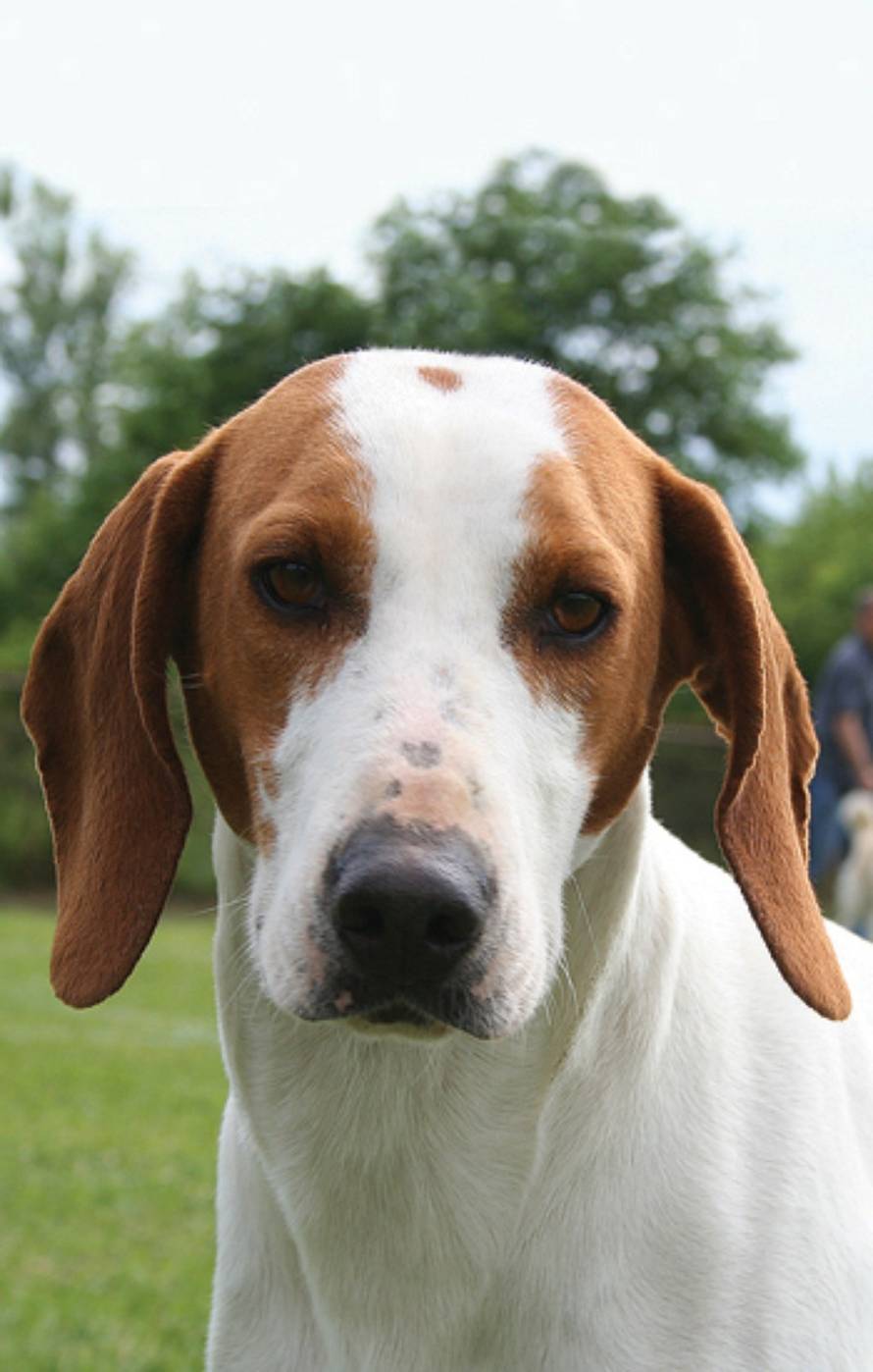 Hrvatski kinološki savez