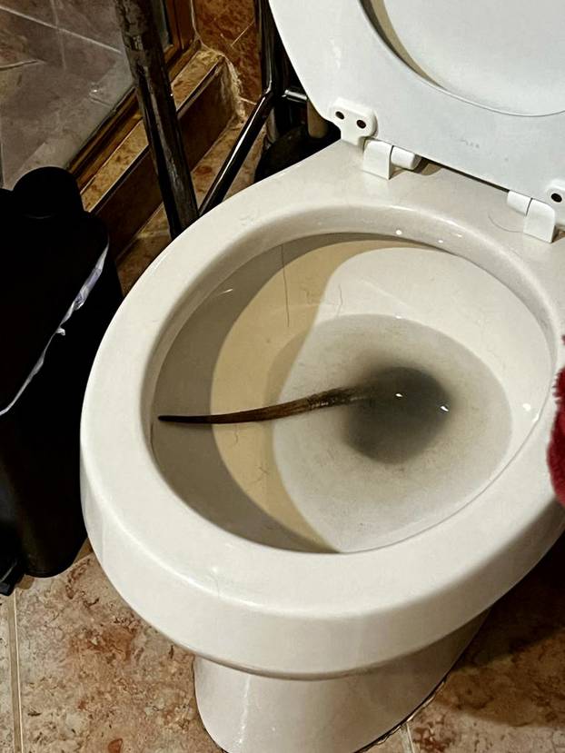 A Florida man got the shock of his life when he went to use the toilet - and found an angry iguana hissing at him.