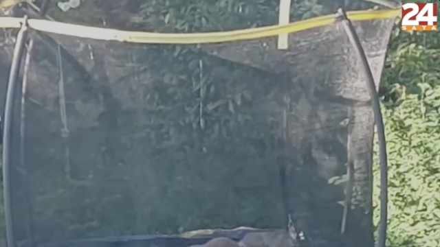 Preslatke lisice koje skaču na trampolinu: 'To su prijateljice naše mačke, djeca ih obožavaju'