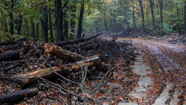 Kod Koprivnice srušio i ukrao 30 stabala javora, graba i kestena