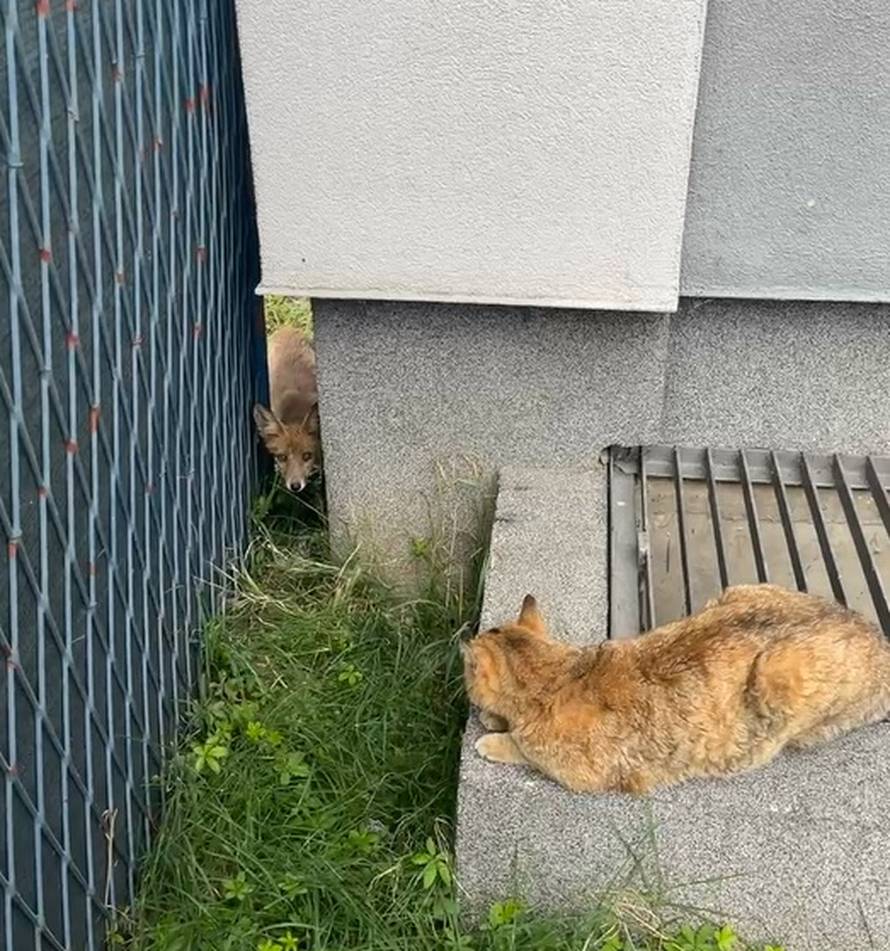 VIDEO Mačka i lisica oči u oči: 'Pun ih je grad. Rekli su nam da ih ne diramo jer nisu opasne'