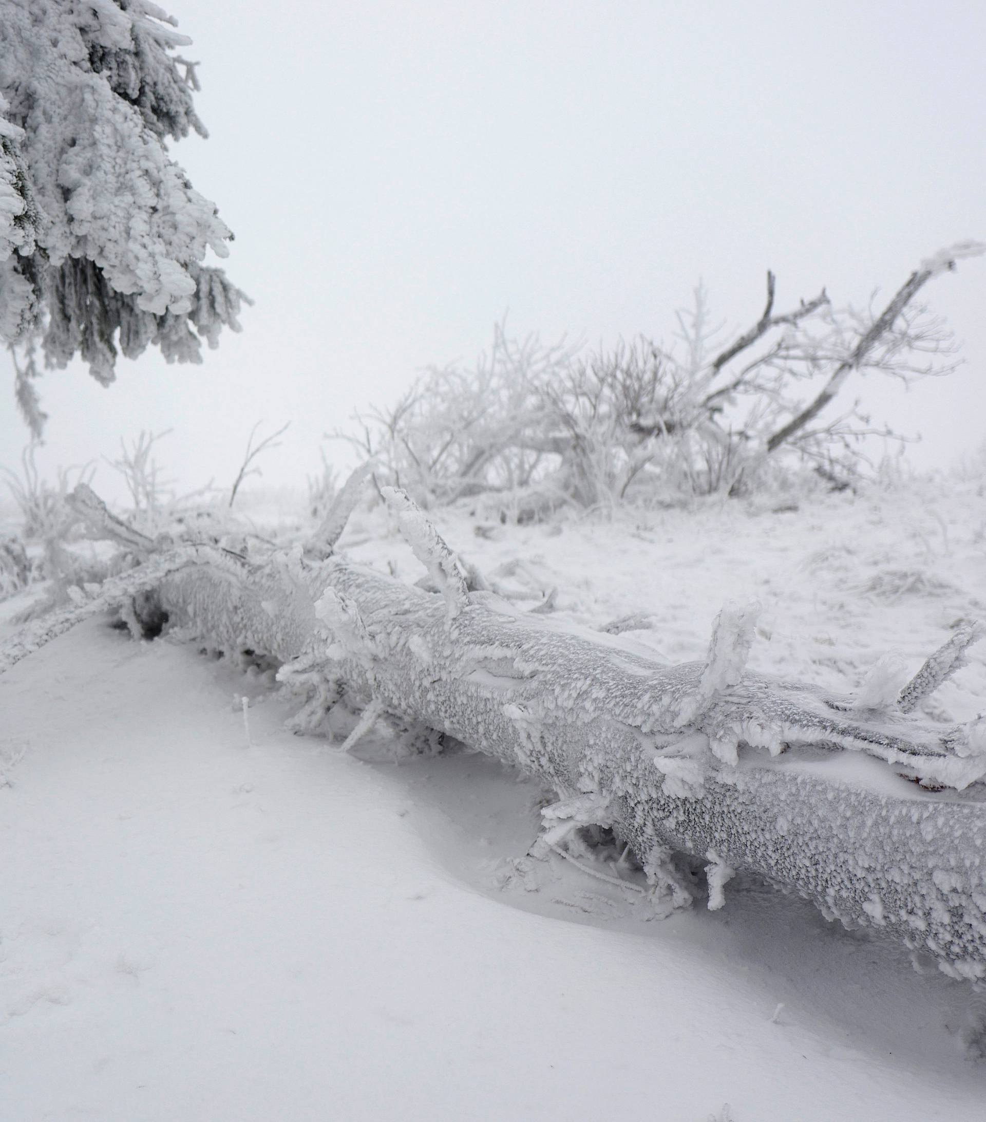 Trees are covered with ice and snow on top of the Feldberg mountain, in Germany