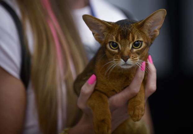 Zagreb: Međunarodna izlozba mačaka privukla brojne posjetitelje u Family Mall