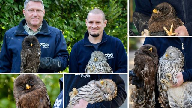 Ozlijeđene sovice oporavljaju se u zagrebačkom Zoološkom vrtu
