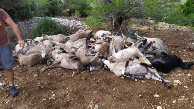 Grom na Braču usmrtio im čak 47 ovaca: 'Ostali smo bez ičega, nisam više u stanju ni pričati'