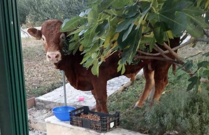 Vlasnik bika: Jerry će dobiti hotel s pet zvjezdica u Zagori