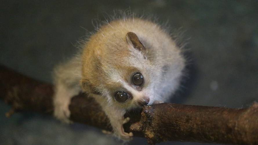 FOTO Neodoljiv, ali smrtonosan: Patuljasti spori loris novi je stanar zagrebačkog zoološkog