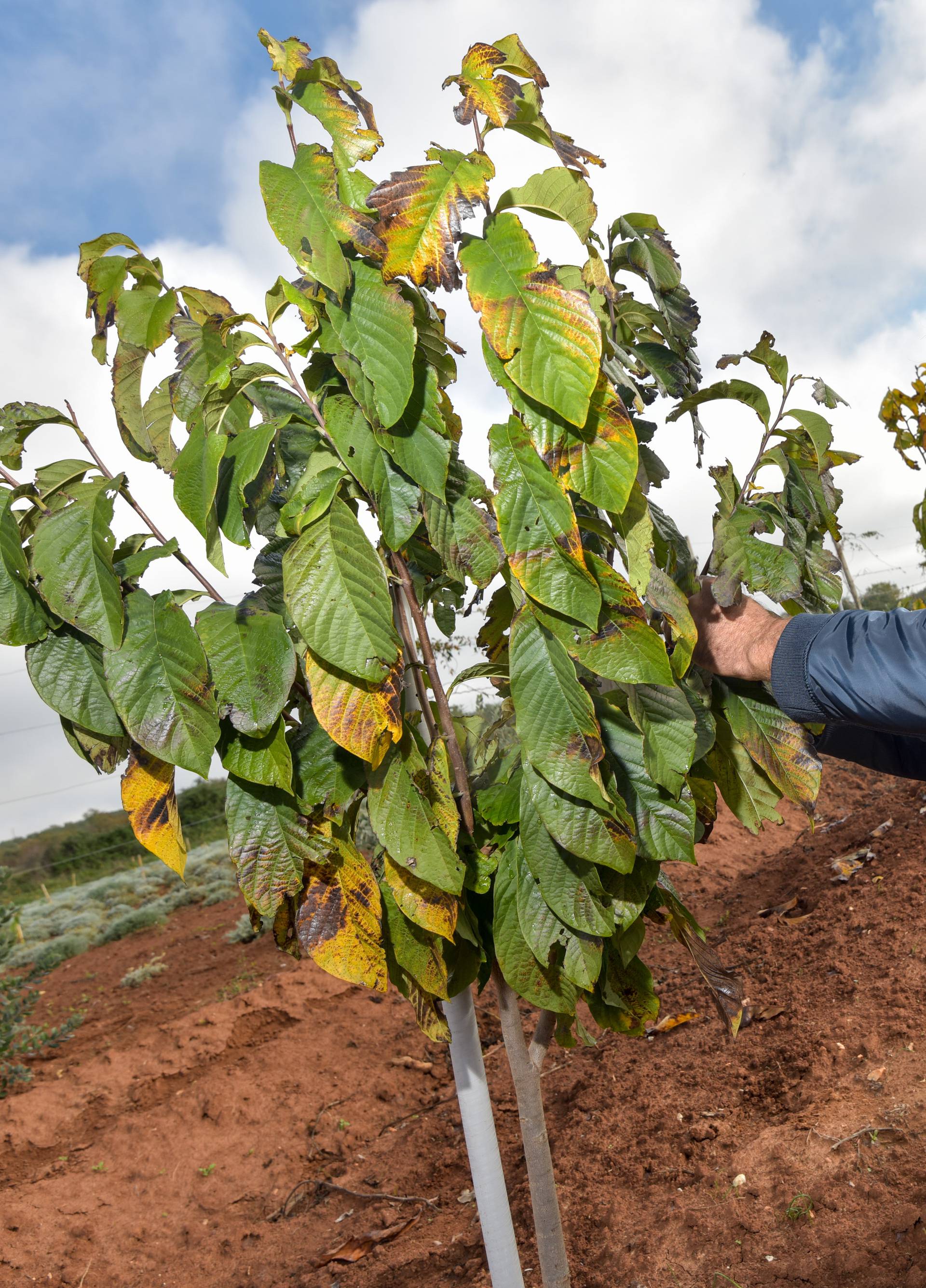 'Same' se prodaju: 'Moje paw paw banane podnose i -30 °C'