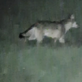 Snimio čopor vukova u NP-u Risnjak: 'Prizor je impresivan'