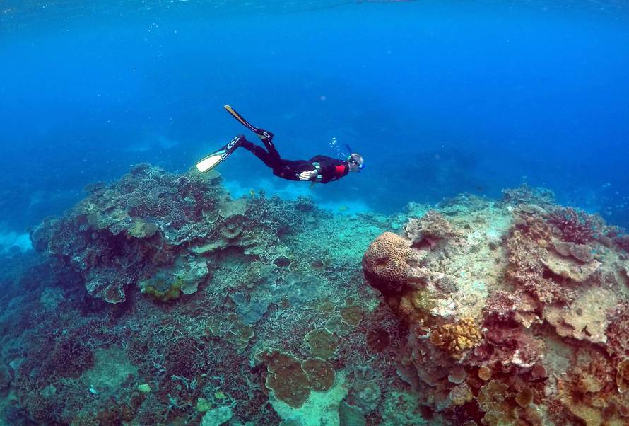 A man snorkels in an area called the 'Coral Gardens' near Lady Elliot Island, on the Great Barrier Reef