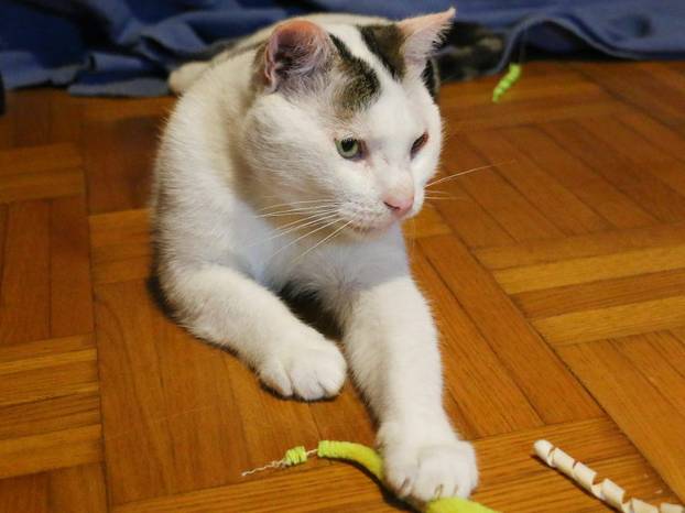 Udomite ih! Ove slatke mace u Noinoj Arci osvojit će vaša srca