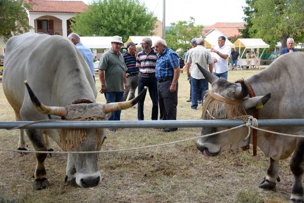 Kanfanar: 35. smotra istarskog boškarina