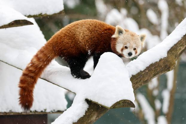 Zagreb: Snježno prijepodne u zoološkom vrtu