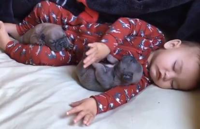 Preslatko: Dječačić je zaspao sa svojim prijateljima psićima