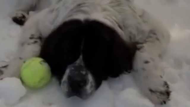 Dirljiv oproštaj od psa: Maggie su vlasnici iznenadili snijegom u rujnu