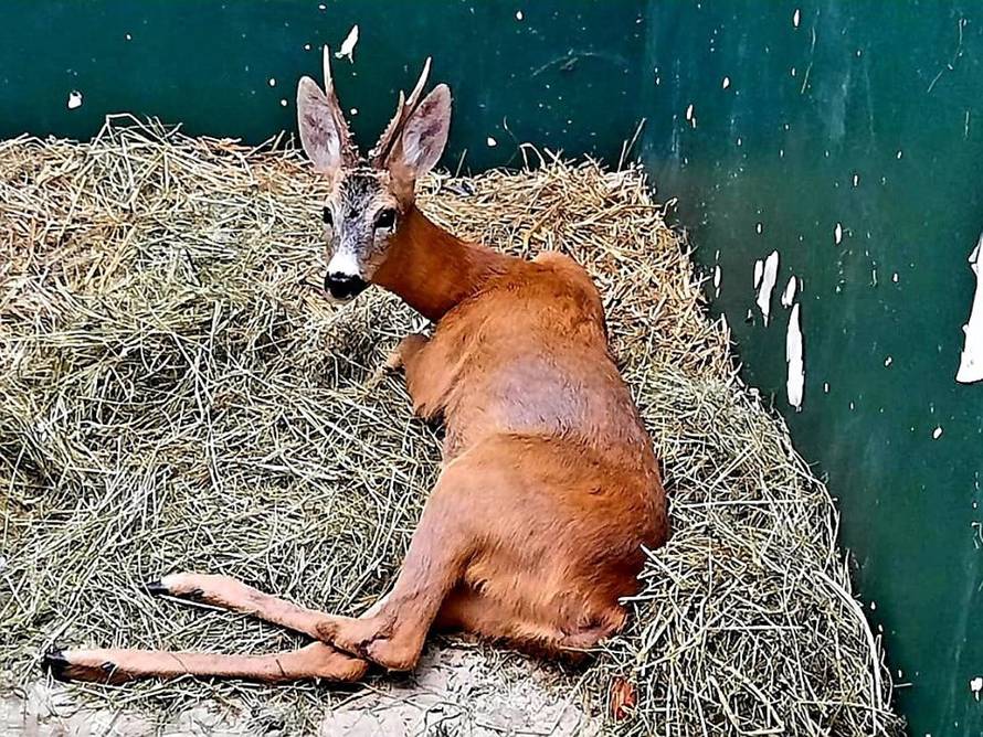 Srndaća udarili autom i ostavili kraj ceste u Zagrebu: 'Bio je u šoku, za njih je to jako opasno'