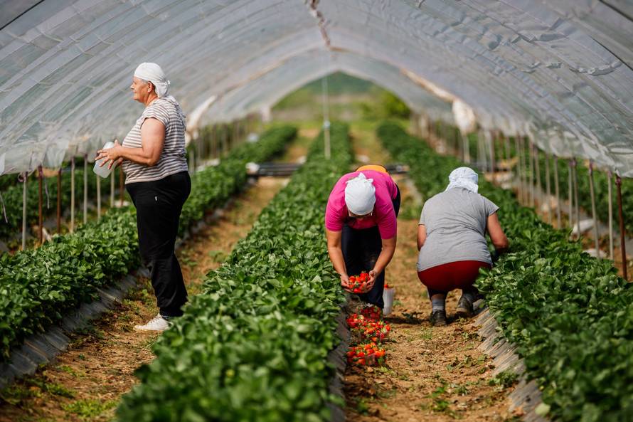 Priča o vrgoračkoj jagodi: Evo zašto ima titulu kraljice okusa