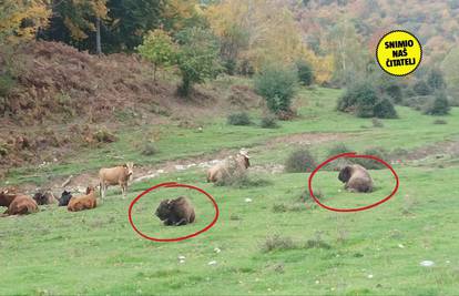 EKSKLUZIVNA SNIMKA! Misterij na Velebitu: Jesu li ovo bizoni?! 'Nisam više siguran da su krave'