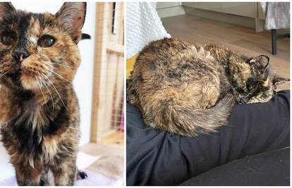 Flossie (26) službeno postala najstarija mačka na svijetu: 'Još uvijek je umiljata i zaigrana'