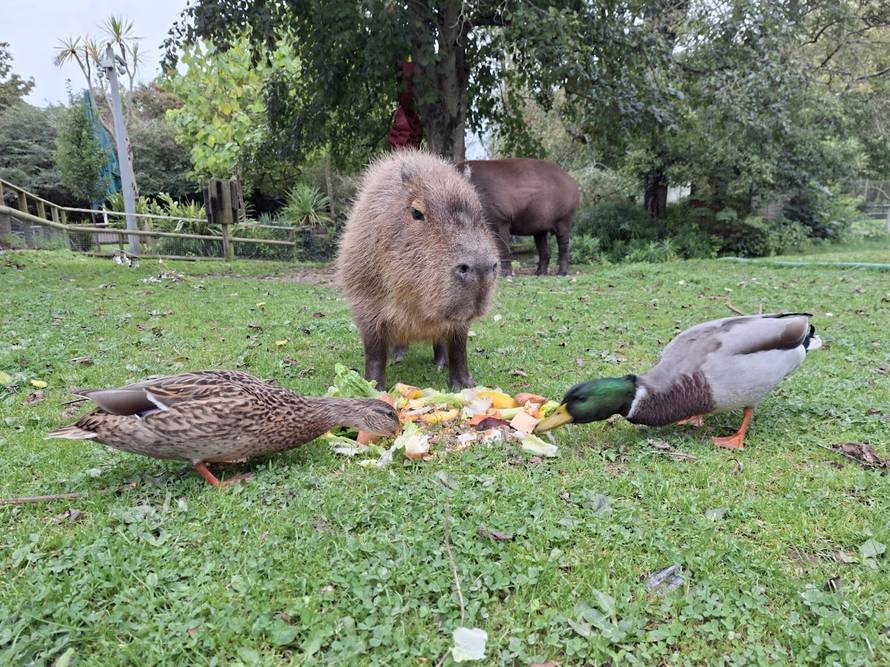Tužno! U ZOO vrtu uspavali isti dan kapibaru i tapira. Bili su naj prijatelji, nisu ih htjeli razdvojiti