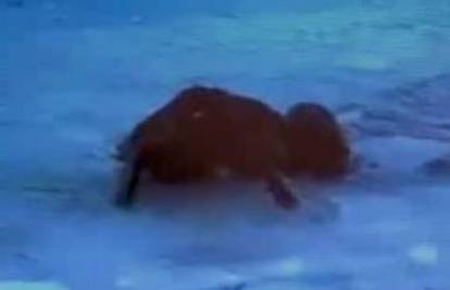 Troje upalo u zamrznuto jezero spašavajući psa
