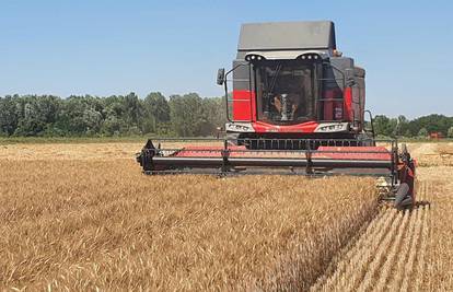 Durum pšenica otkupljuje se po dvostruko većim cijenama od obične pšenice