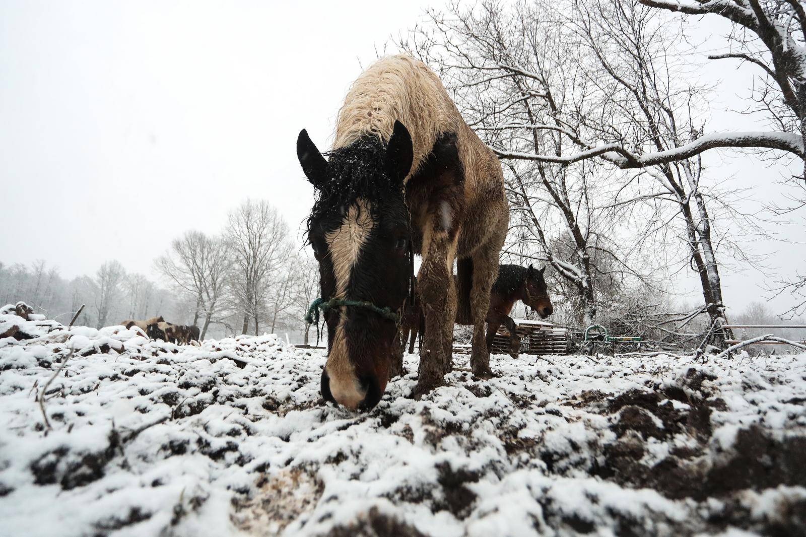 Spasio 16 konja u potresu, ali jedan nije izdržao: Pastuh mi se počeo tresti, srušio se i - uginuo