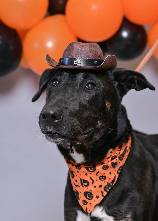 Sklonište u Dumovcu poziva na posebno jesensko udomljavanje pasa i mačaka