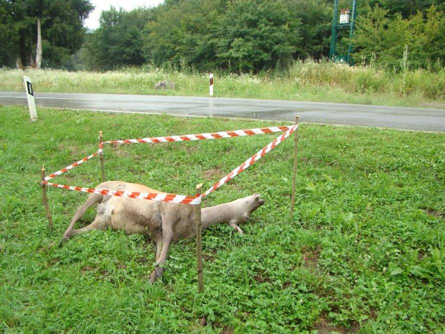 Institucije se svađaju, pa mrtav jelen tjedan dana leži na cesti