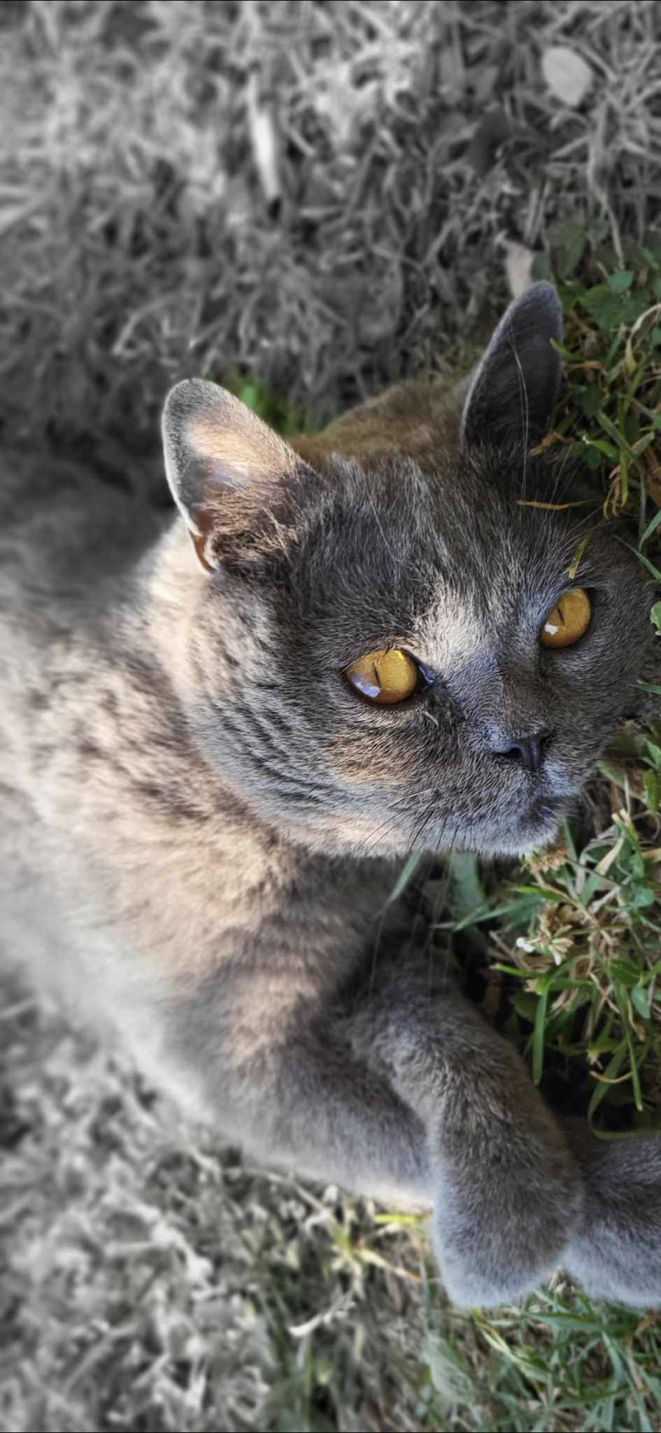 VIDEO Mačak Čičak vratio se obitelji nakon dvije godine: 'Pao je u komu, borio se...'