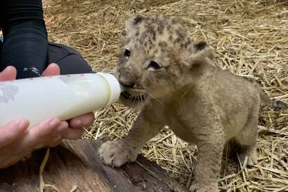 Simba je  prvi lavić u Zoo vrtu u Singapuru koji je  došao na svijet - umjetnom oplodnjom