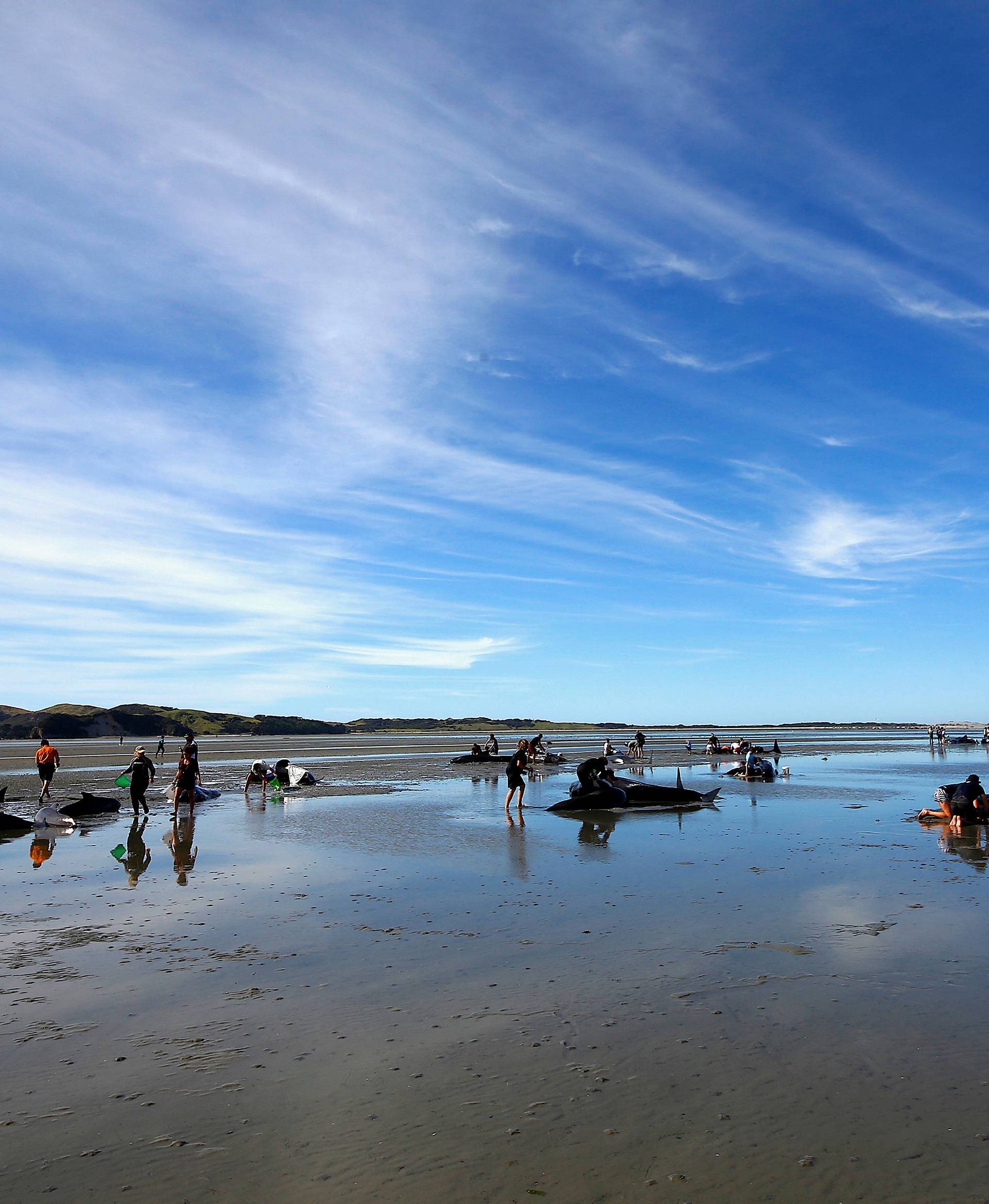 Volunteers try to assist some more stranded pilot whales that came to shore in the afternoon after one of the country's largest recorded mass whale strandings, in Golden Bay, at the top of New Zealand's South Island