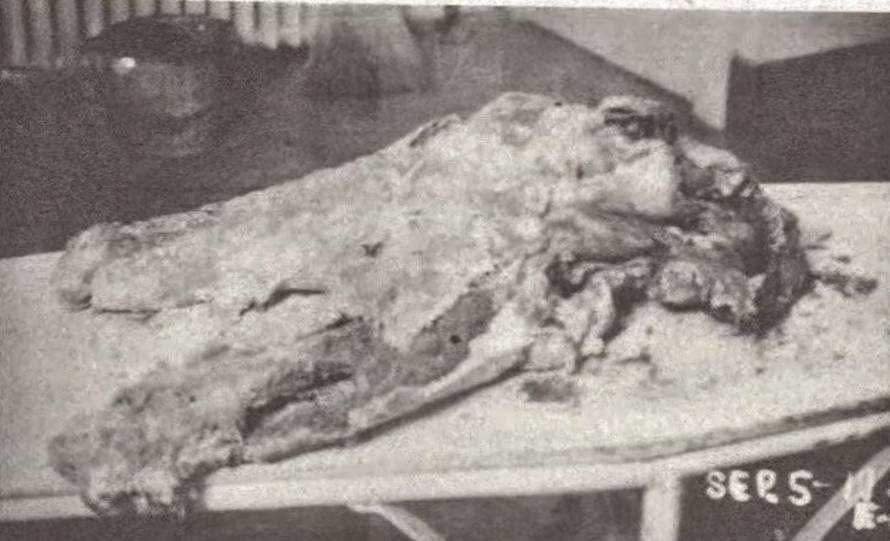 "In the Wake of the Butcher: Cleveland's Torso Murders"