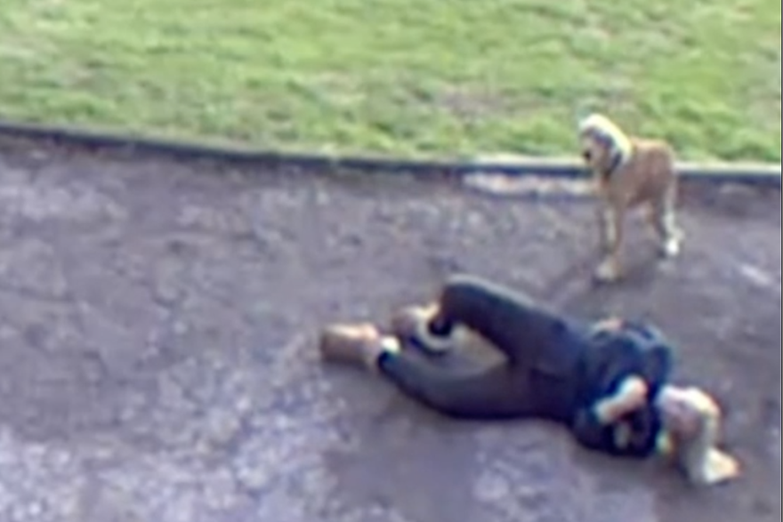 Pas srušio ženu na pod