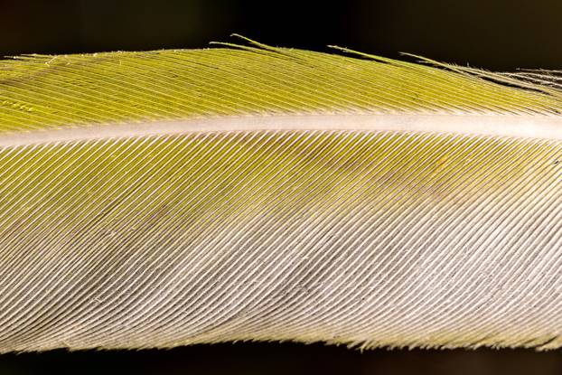 Makro fotografije predmeta s kojima se svakodnevno susrećemo