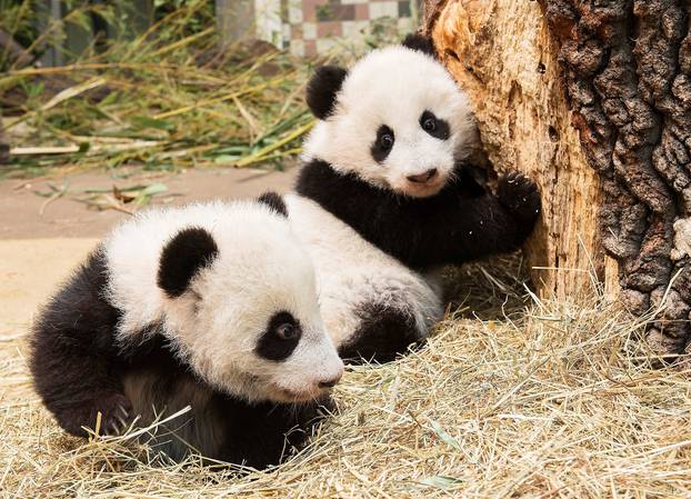 Giant panda twin cubs are seen inside their enclosure at Schoenbrunn Zoo in Vienna