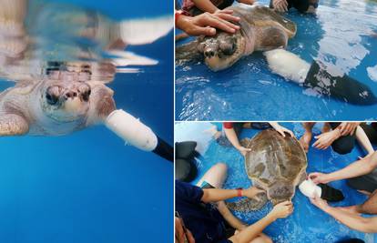 Goody opet pliva! Ugrožena morska kornjača dobila protezu
