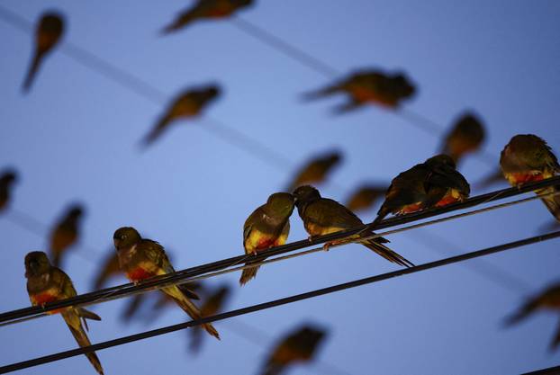 An Argentine town battles a parrot invasion