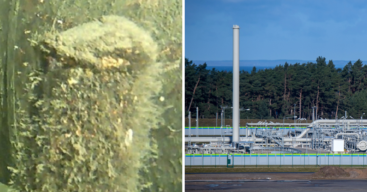 The Danes published a photo: This is the mysterious object they found near the North Stream