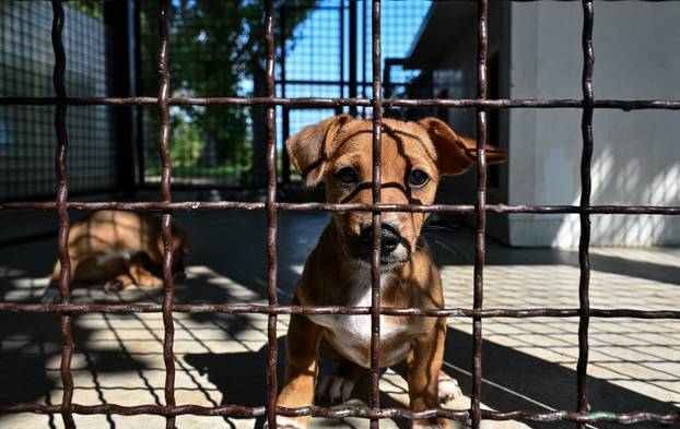 Zagreb: Sklonište za životinje u Dumovcu