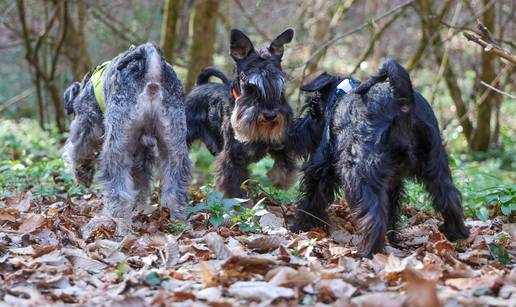 FOTO Mini &scaron;nauceri su s novim prijateljima jurcali &Zcaron;umberkom