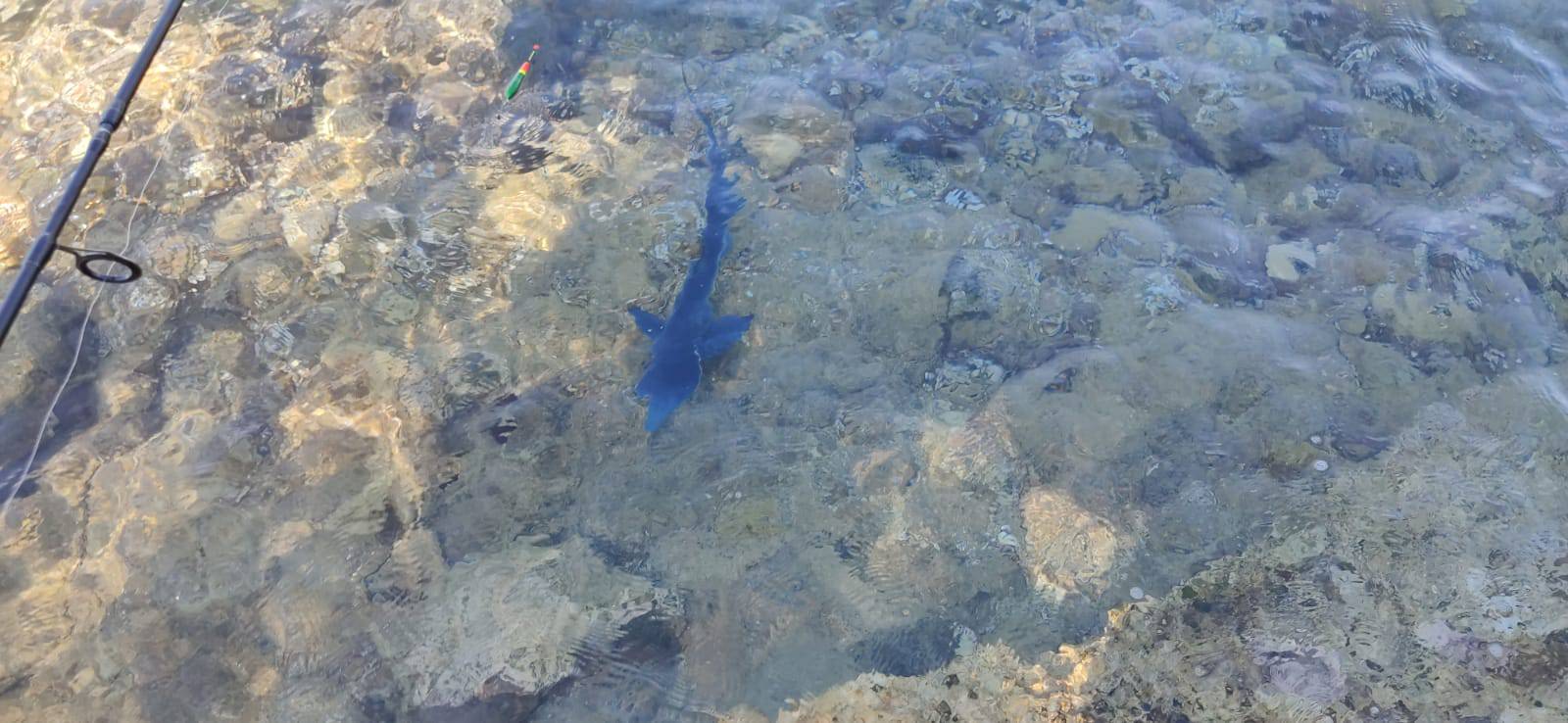 VIDEO Lovio ribu na Cresu pa slučajno upecao mladog morskog psa: 'Ma to je modrulj'