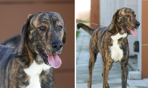 FOTO Dobroćudan div Plot traži obitelj koja ga neće napustiti. Našli ga vezanog uz Spomengaj