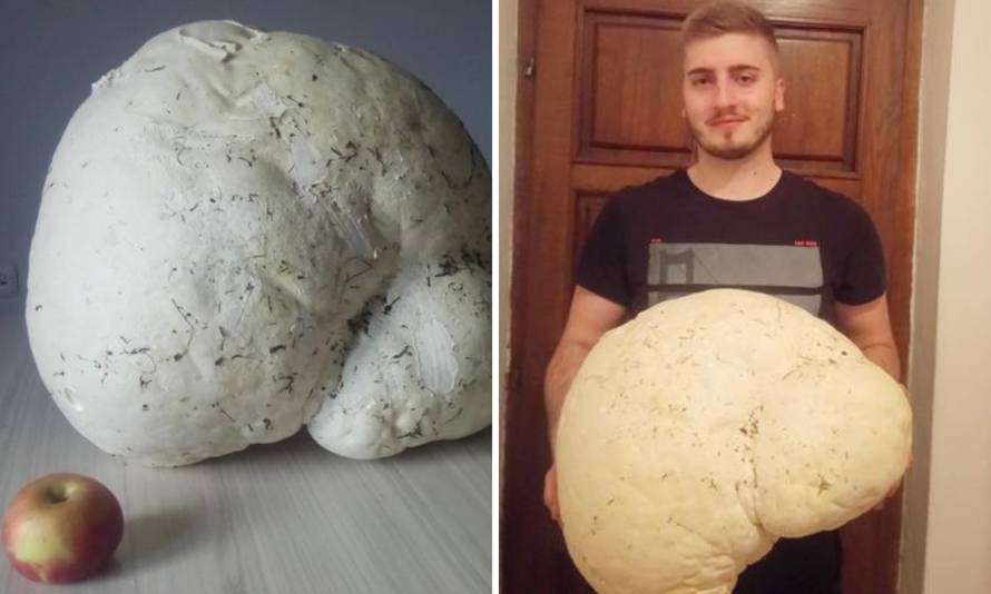 'Gljivu tešku 4.5 kilograma planiramo podijeliti i pojesti'