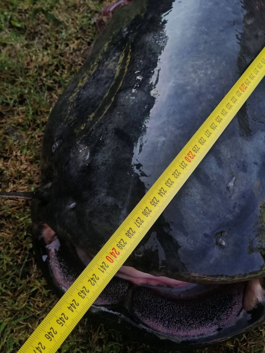 VIDEO Kod Osijeka ulovio zvijer od 93 kile: 'Kolega i ja ostali smo bez zraka, imali smo sreće'