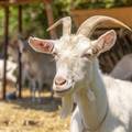 VIDEO Zaštićenu istarsku kozu uspjeli su spasiti od izumiranja