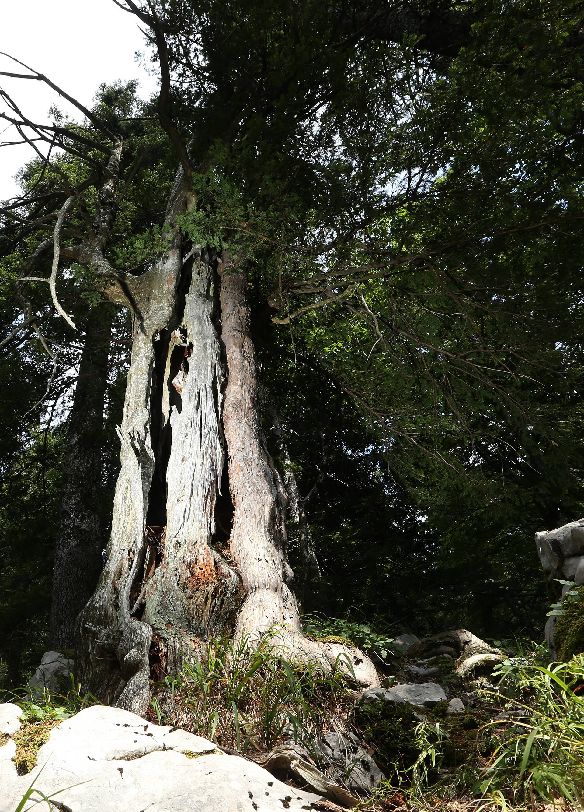 Najstarije stablo u Hrvatskoj: Goranska tisa ima 2000 godina