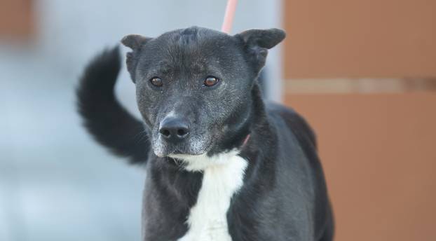 24sata Zagreb: Psi iz Dumovca